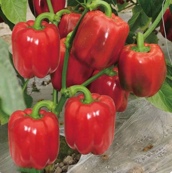 F1%20hybrid%20Shimla%20mirch%20/%20capsicum/%20bell%20peppers%20seeds%20in%20red%20,%20green%20,%20yellow%20and%20purple%20-%20Image%202