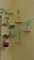 Indoor plants rack. 