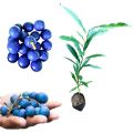 Blue olives nil veralu rare layer plant. 