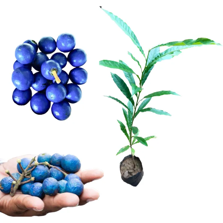 Blue%20olives%20nil%20veralu%20rare%20layer%20plant%20-%20Image%203