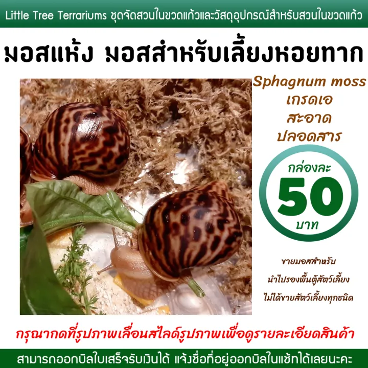 Snail%20Farming%20Moss,%20Dried%20Moss,%20Sphagnum%20Moss,%2050%20Baht%20Per%20Box.%20-%20Image%206