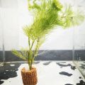 High   Quality Aquarium Plant Fixation Rings - Breathing Rings for Aquatic Plants Ensure Stability and  Health in Aquascaping. 