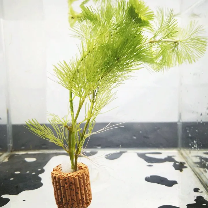 High%20%20%20Quality%20Aquarium%20Plant%20Fixation%20Rings%20-%20Breathing%20Rings%20for%20Aquatic%20Plants%20Ensure%20Stability%20and%20%20Health%20in%20Aquascaping%20-%20Image%204