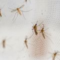 Window Anti Mosquito Net/ Anti-Insect Fly Bug Mosquito Net/ Best Quality Mosquito Net For 5/6 Feet Window - পর্দা.