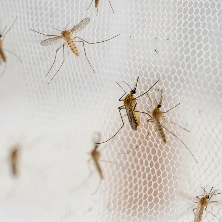 Window%20Anti%20Mosquito%20Net/%20Anti-Insect%20Fly%20Bug%20Mosquito%20Net/%20Best%20Quality%20Mosquito%20Net%20For%205/6%20Feet%20Window%20-%20%E0%A6%AA%E0%A6%B0%E0%A7%8D%E0%A6%A6%E0%A6%BE%20-%20Image%206
