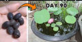 Thailand mix colours 10 Lotus seeds for your home garden. 