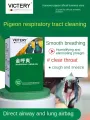 Pigeon airway special golden call Shuang letter pigeon clears airway cough does not fly high. 