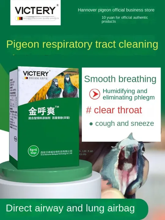 Pigeon airway special golden call Shuang letter pigeon clears airway cough does not fly high