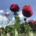 Flemish Antique Poppy, 50 Seeds. 