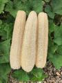 3Pcs Loofah Clean Exotic Luffa Loofa Scrubber Bath Sponge Spa Kitchen Natural. 