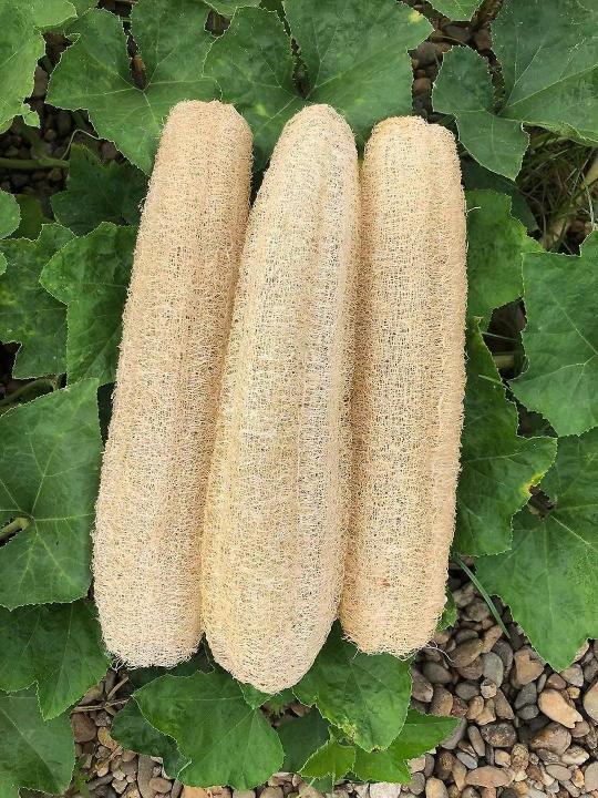 3Pcs%20Loofah%20Clean%20Exotic%20Luffa%20Loofa%20Scrubber%20Bath%20Sponge%20Spa%20Kitchen%20Natural%20-%20Image%203