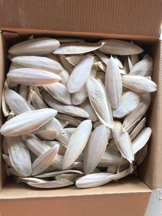 Natural%20Bird%20Cuttlefish%20Bone%20%7C%20High%20Calcium%20Food%20for%20Birds%20(100g)%20%7C%20%E0%A6%AA%E0%A6%BE%E0%A6%96%E0%A6%BF%E0%A6%B0%20%E0%A6%95%E0%A7%8D%E0%A6%AF%E0%A6%BE%E0%A6%B2%E0%A6%B8%E0%A6%BF%E0%A6%AF%E0%A6%BC%E0%A6%BE%E0%A6%AE%20%E0%A6%AB%E0%A7%81%E0%A6%A1%20%7C%20Lovebird,%20Budgie,%20Cockatiel%20Calcium%20Supplement%20-%20Image%202