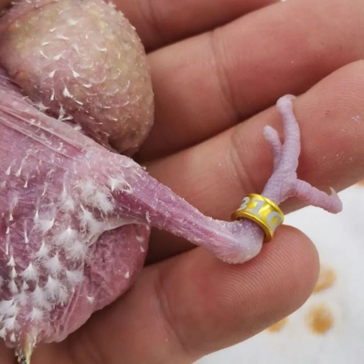 Cockatiel%20Bird%20Ring%206mm%20-%205pcs%20%7C%20Cockatiel%20Bird%20Foot%20Leg%20Ring%20%7C%20Closed%20Ring%20-%205pcs%20%7C%20Cocktail%20Bird%20-%20Image%205