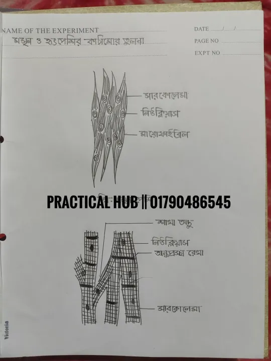 Hsc%202025%20Biology%202nd%20Paper%20Full%20Complete%20Practical%20Notebook%20-%20Image%204