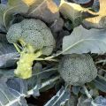 Fast delivery! Easy to grow all over Thailand 100% PCs broccoli seeds for sale vegetable seeds healthy and high nutrition vegetable seeds plant air purification plants. 