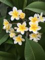 Kathgolap/Plumeria flower plant multi head outdoor plant 8-12 inch size with soil 1 piece. 