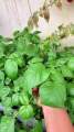 Amaranth greens. 