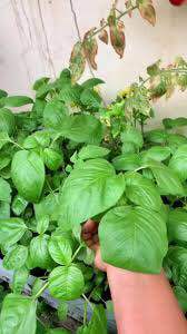 Amaranth%20greens%20-%20Image%204