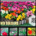 Zinnias mix colours 50 seeds pack 10 of colours. 