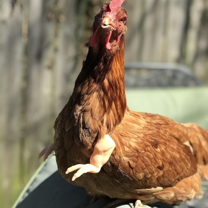 5-1PCS%20Chicken%20Giant%20Arm%20Decoration%20Pet%20Toy%20Dinosaur%20Forelimbs%20Fun%20Decoration%20Fighting%20Chicken%20Muscle%20Arm%20Chicken%20Accessories%20-%20Image%204