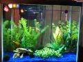 ( 1 Kilo ) Blue Gravels for fish aquarium. 
