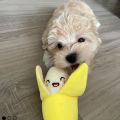 A 7-piece set of puppy sound toys, loose plush pet chewing, plush fruit snacks and vegetable puppy toys, suitable for cute playm. 