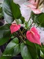 Anthurium pink. 