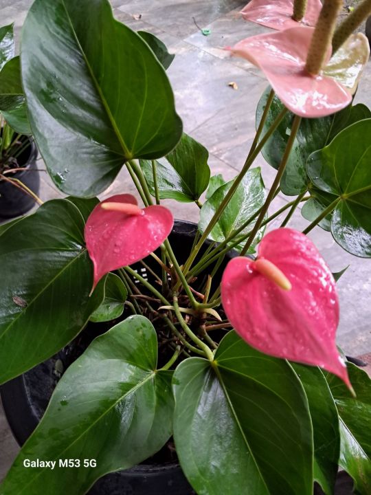 Anthurium pink