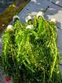 Hydrilla LOW TECH AQUATIC PLANT BUNCH OF 7 |

Aquarium Live Plants Online – Freshwater Aquarium Plants for Sale in Pakistan,. 
