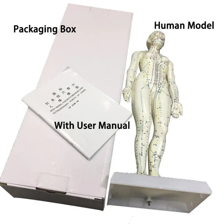 Human Body Acupuncture Model 48cm Female 50cm Male PVC Head Hand Foot ...