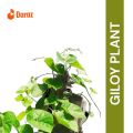 Giloy live Plants are beautiful leaves bell plants 15 inches bell plants with leaves. 