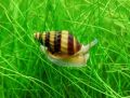 Assassin snail For planted Aquarium / fish Tank pest snail solution. 