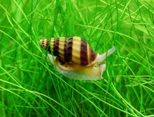 Assassin%20snail%20For%20planted%20Aquarium%20/%20fish%20Tank%20pest%20snail%20solution%20-%20Image%202