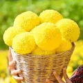 Yellow big Marigold📌Super ball🎯Cheapest 19G.🎯Yellow big marigold seeds 5-50 seeds🎈Easy planting🌼Big round flower. 