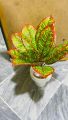 1 feet important high quality floor plant. 