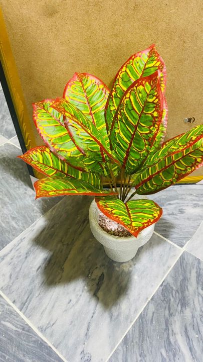 1%20feet%20important%20high%20quality%20floor%20plant%20-%20Image%204