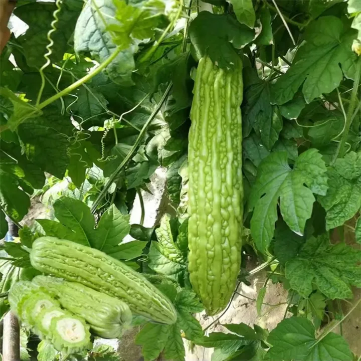 All%20Season%20Hybrid%20Korola%20(Bitter%20Gourd)%20Seeds%20-%2010+%20Seeds%20-%20Image%206