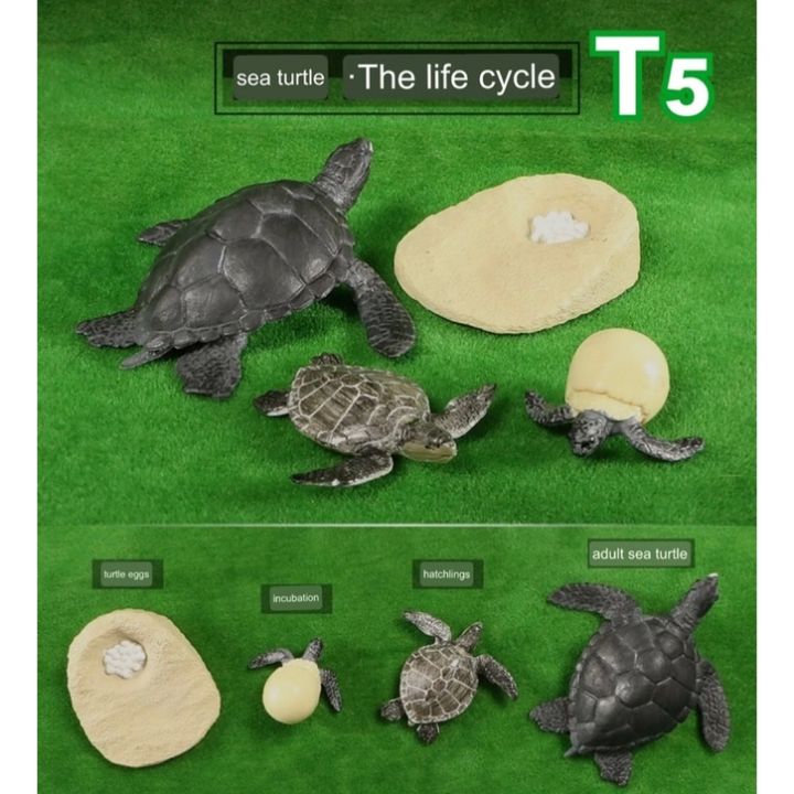 Model%20life%20cycle%20animal%20aquatic%20life%20cycle%20-%20Image%204