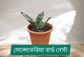 Senciveria Black Star/Night Owl / Birds nest with pot - Indoor/Outdoor Plant.