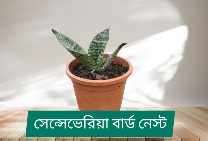 Senciveria%20Black%20Star/Night%20Owl%20/%20Birds%20nest%20with%20pot%20-%20Indoor/Outdoor%20Plant%20-%20Image%205