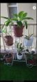 Metal Gamala Stand  Flower Pot Holder  6 Pot Holder. 