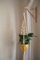 Macrame plant wall hanging.