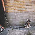 Simulated Iron Chain Dog with Dog Chain Traction Rope Dog Rope Funny Outdoor Plastic Thick Chain. 