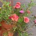 60+ Cuttings Moss Rose / Portulaca / Gul E Dopahri / Dopahar Booti / in Different Colors Live Plant. 