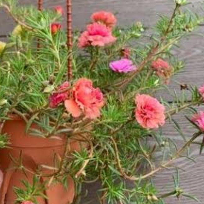 60+ Cuttings Moss Rose / Portulaca / Gul E Dopahri / Dopahar Booti / in Different Colors Live Plant