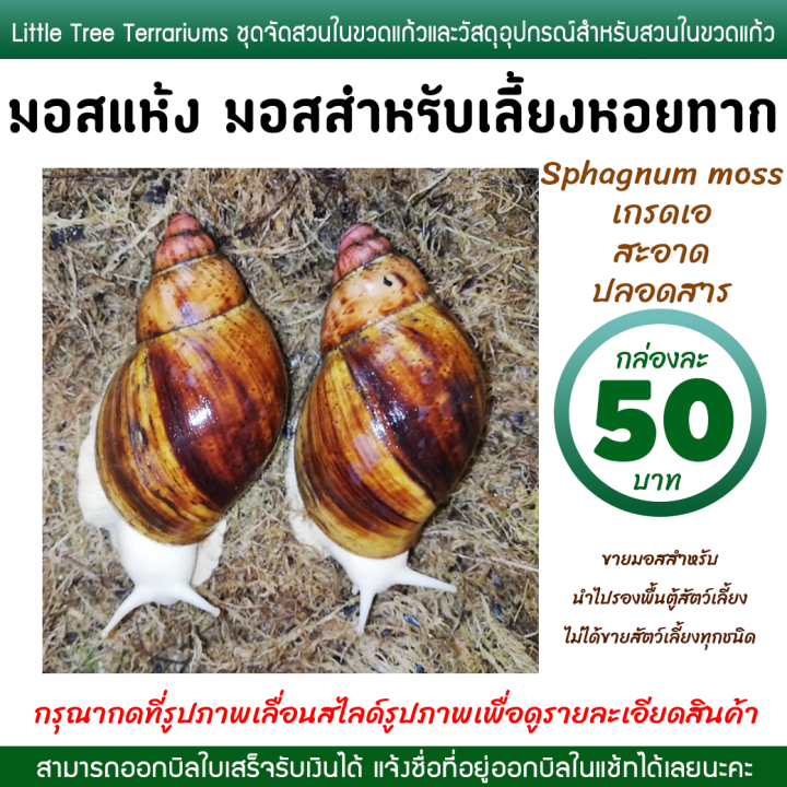 Snail Farming Moss, Dried Moss, Sphagnum Moss, 50 Baht Per Box.