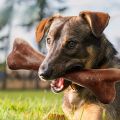 Dog Durable Beef Flavored Chew Toy, Bone Shaped Dog Interactive Play Toy, Teeth Clean Training Toy Pet Supplies.