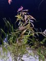 Aqua Plant World - Nesea Red - Live Aquatic Fast Growing Plant - 4 stems. 