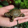Charming Sea Turtle Resin Statue Mini Turtle Figurine Micro Landscape Ornaments Perfect For Aquariums Fairy Gardens Home Decor.