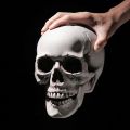 Plastic Skull Head  All Size Realistic Skull Skeleton Head for Halloween Party Home Garden Lawn Decor Haunted House Horror Props. 